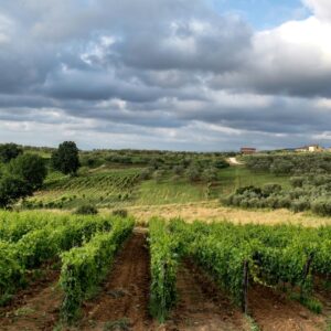 Tuscany Day Trip with Lunch and Wine Tasting